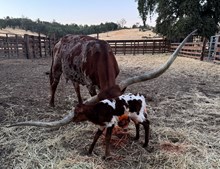 8/28/24 TEXAPPEAL HEIFER